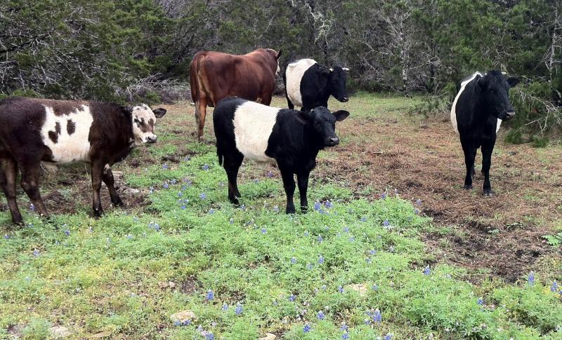 Purebred Dutch Belted & Santa Getrudis mix cattle